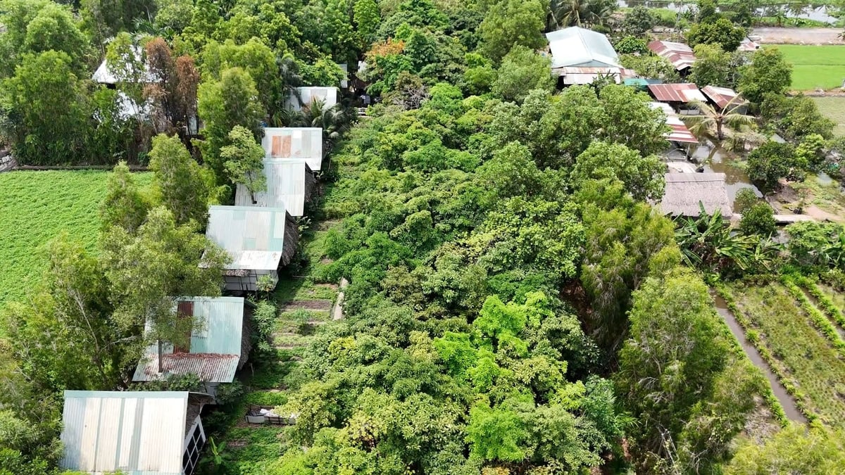 Nông trại Tam Nông - một điển hình về xử lý rác thải hữu cơ, phụ phẩm nông nghiệp thành phân hữu cơ. Ảnh: Trần Phi.
