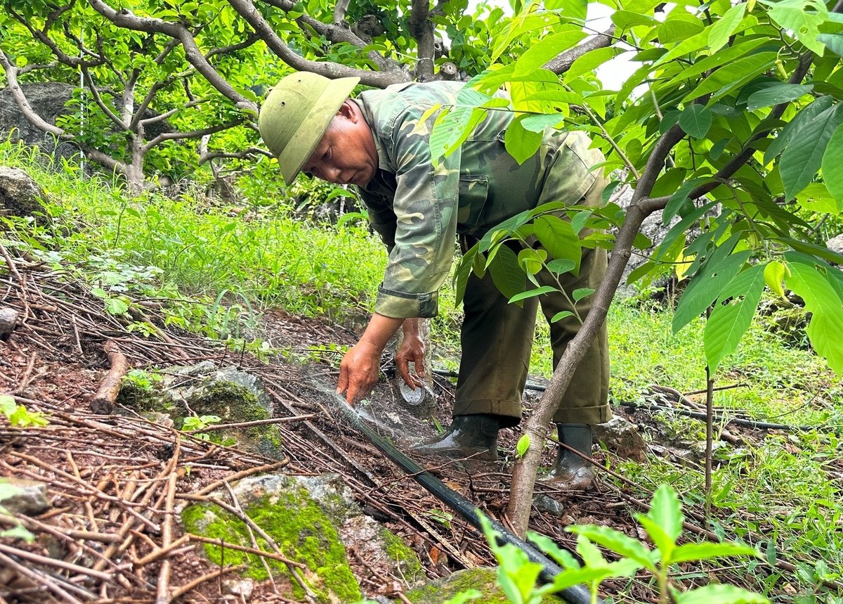 Ông Kiều Thượng Chất kiểm tra hệ thống tưới tự động. Ảnh: Quang Linh. Ông Kiều Thượng Chất kiểm tra hệ thống tưới tự động. Ảnh: Quang Linh.