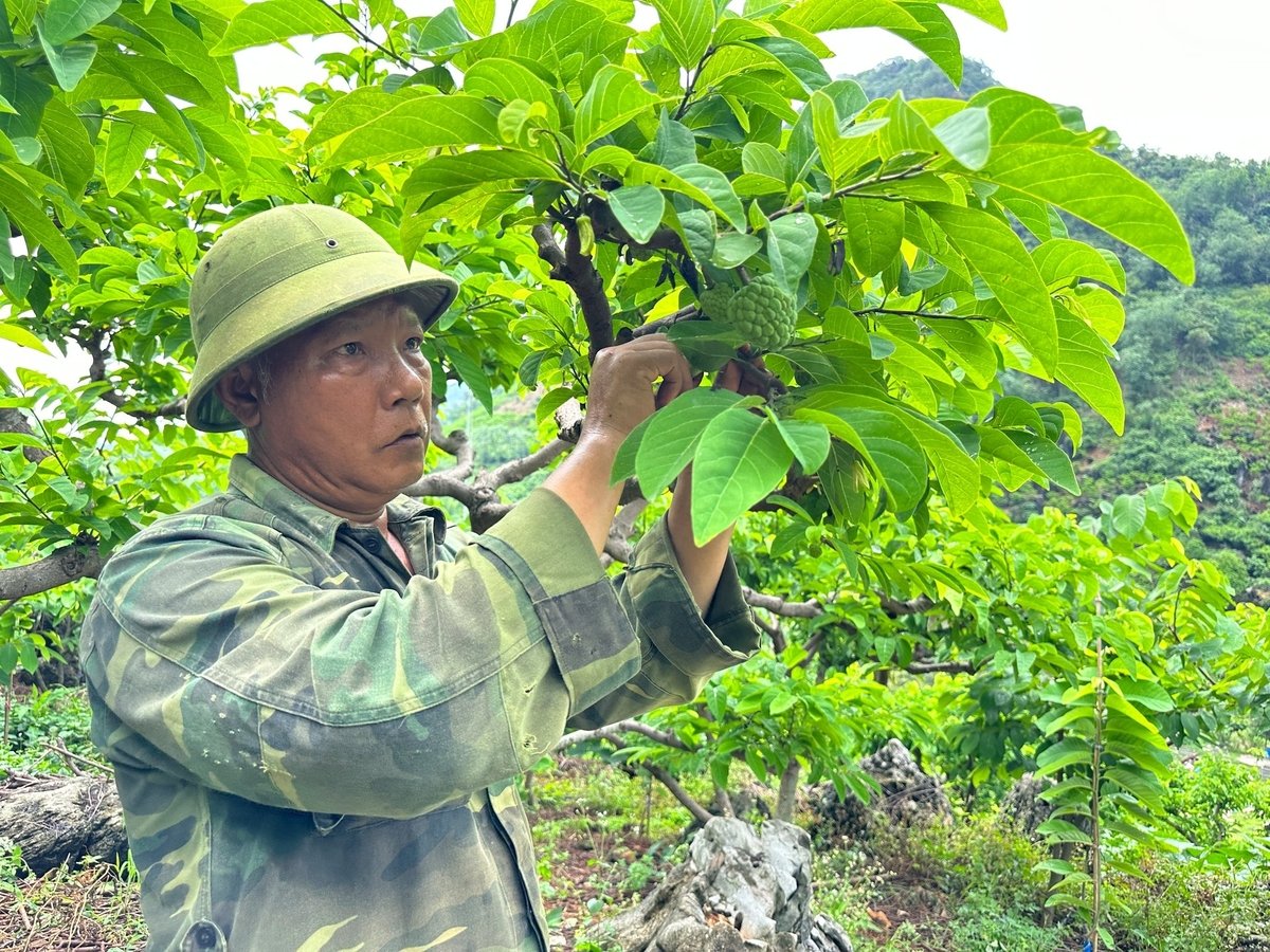 Hệ thống tưới tự động là đòn bẩy để phát triển na trái vụ, giúp nông dân tăng thu nhập. Ảnh: Quang Linh. Hệ thống tưới tự động là đòn bẩy để phát triển na trái vụ, giúp nông dân tăng thu nhập. Ảnh: Quang Linh.