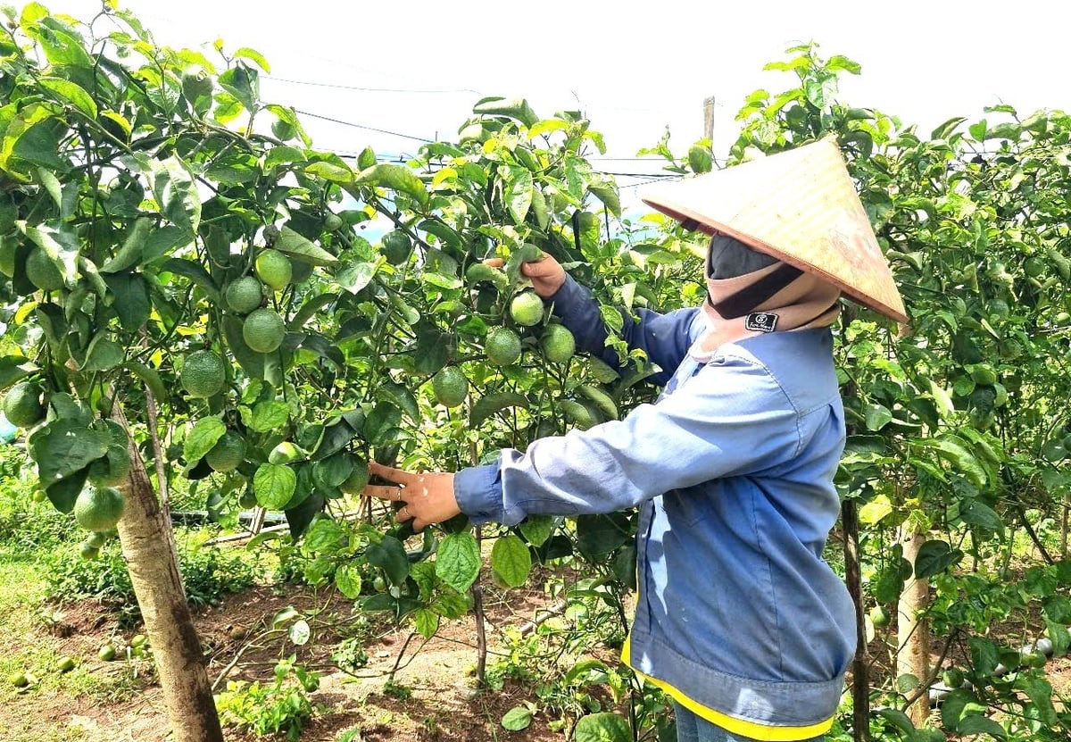 Vườn chanh dây vàng của gia đình chị Phạm Thị Thương (làng Ko, xã Chư Đăng Ya) trồng theo hướng hữu cơ. Ảnh: Tuấn Anh.