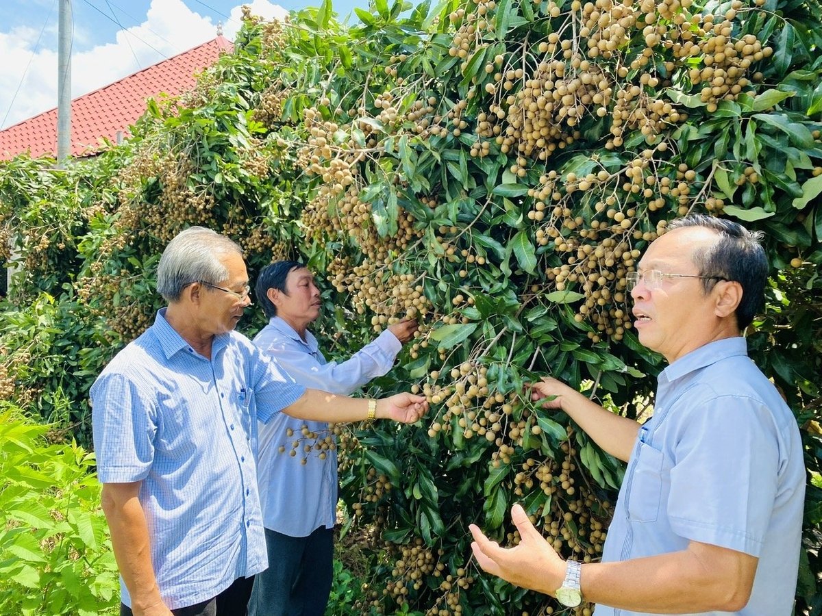 Hiện toàn tỉnh Đồng Tháp có 100% số xã đạt chuẩn nông thôn mới, 58 xã đạt chuẩn nông thôn mới nâng cao, 6 xã đạt chuẩn nông thôn mới kiểu mẫu. Ảnh: Lê Hoàng Vũ. Hiện toàn tỉnh Đồng Tháp có 100% số xã đạt chuẩn nông thôn mới, 58 xã đạt chuẩn nông thôn mới nâng cao, 6 xã đạt chuẩn nông thôn mới kiểu mẫu. Ảnh: Lê Hoàng Vũ.