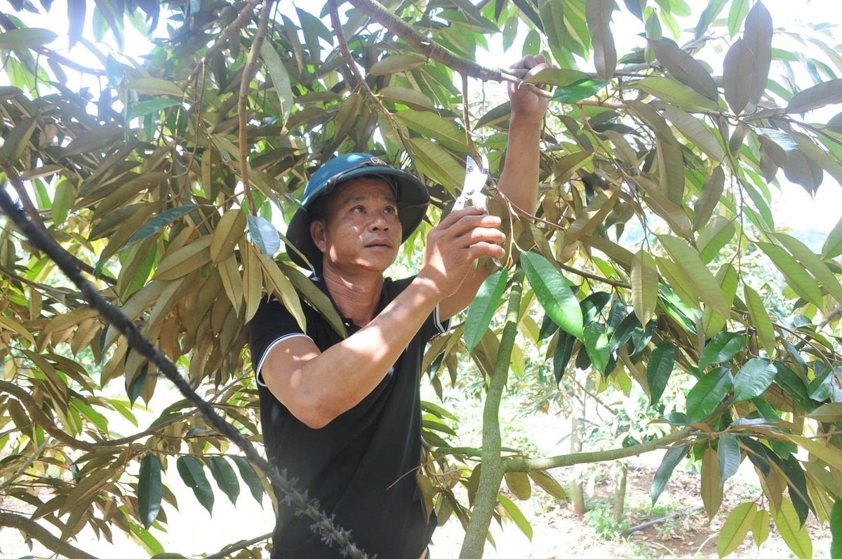 Không chỉ những hộ khó khăn mà nhiều hộ nông dân có kinh tế ổn định cũng tiếp cận nguồn vốn nông nghiệp nông thôn từ Ngân hàng Agribank để mở rộng mô hình. Ảnh: VT.