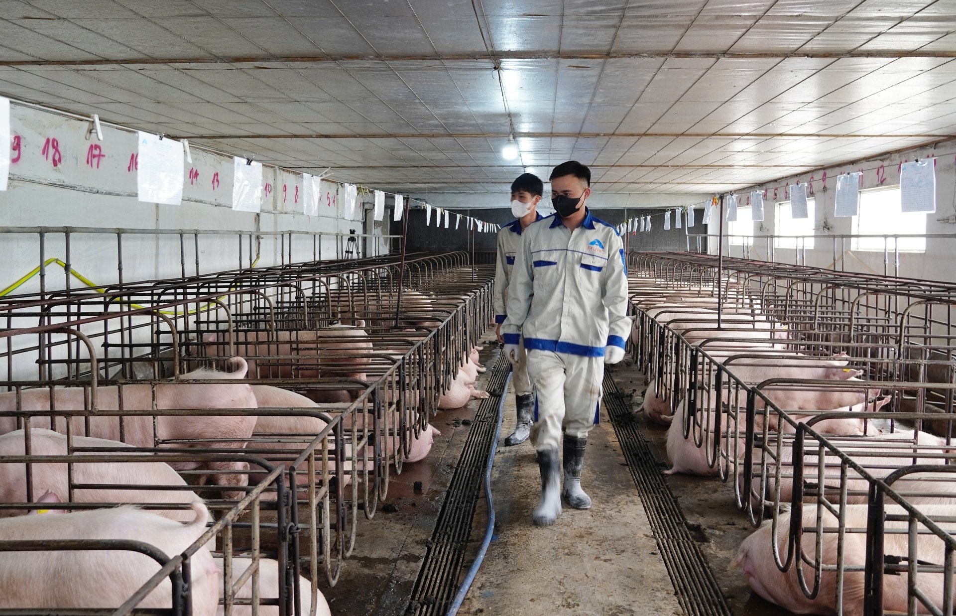 Hệ thống truy xuất nguồn gốc cơ sở, sản phẩm chăn nuôi góp phần thúc đẩy hiện đại hóa ngành chăn nuôi. Ảnh: Hồng Thắm. Hệ thống truy xuất nguồn gốc cơ sở, sản phẩm chăn nuôi góp phần thúc đẩy hiện đại hóa ngành chăn nuôi. Ảnh: Hồng Thắm.