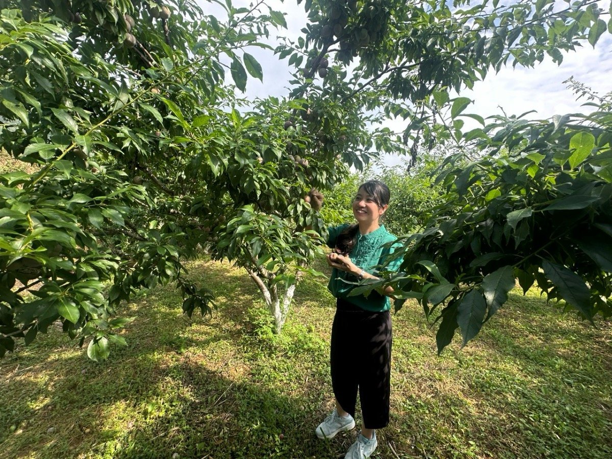 Phóng viên Báo Nông nghiệp và Môi trường trải nghiệm hái mận Bắc Hà. Ảnh: Giang Chi. Phóng viên Báo Nông nghiệp và Môi trường trải nghiệm hái mận Bắc Hà. Ảnh: Giang Chi.