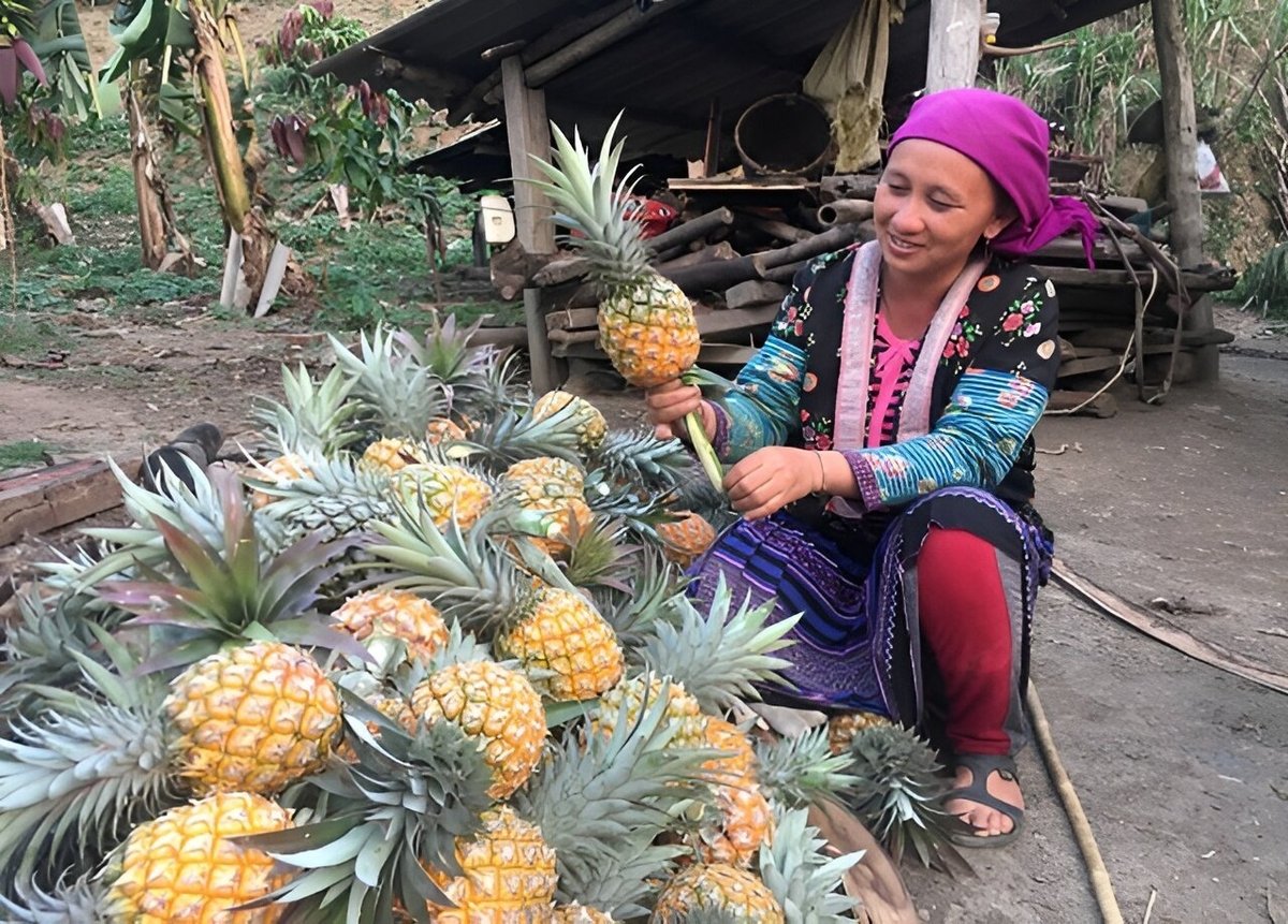 Cây dứa đã thay đổi đời sống của bà con dân tộc thiểu số huyện Mường Chà. Ảnh: Hoàng Châu. Cây dứa đã thay đổi đời sống của bà con dân tộc thiểu số huyện Mường Chà. Ảnh: Hoàng Châu.