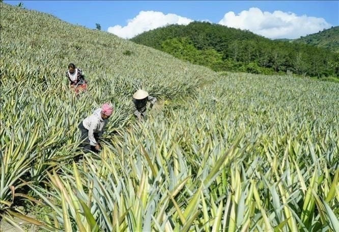 Diện tích trồng dứa trên địa bàn huyện Mường Chà hiện đã được mở rộng đạt hơn 400 ha. Ảnh: Hoàng Châu. Diện tích trồng dứa trên địa bàn huyện Mường Chà hiện đã được mở rộng đạt hơn 400 ha. Ảnh: Hoàng Châu.