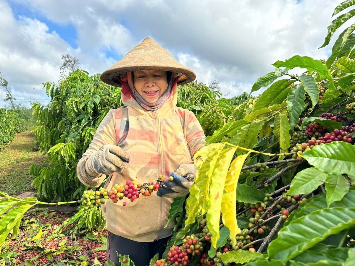 Nhờ nguồn vốn vay ưu đãi, nhiều hộ nông dân đã đầu tư đúng hướng và có nguồn thu từ nông nghiệp ổn định. Ảnh: TT.