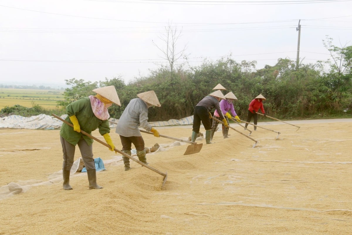 Nhờ nguồn vốn ưu đãi để phát triển kinh tế mà hàng ngàn hộ nông dân ở tỉnh Đắk Nông đã có điều kiện ổn định kinh tế vươn lên làm giàu. Ảnh: VT.