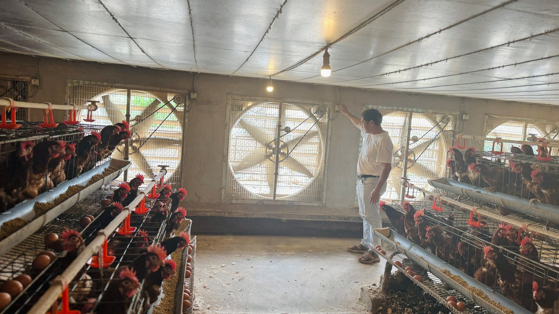 Nhờ công nghệ chăn nuôi tự động khép kín và tách biệt với bên ngoài nên đàn gà của trang trại Vạn An phát triển khỏe mạnh, đẻ trứng rất tốt và đảm bảo môi trường. Ảnh: Ánh Nguyệt. Nhờ công nghệ chăn nuôi tự động khép kín và tách biệt với bên ngoài nên đàn gà của trang trại Vạn An phát triển khỏe mạnh, đẻ trứng rất tốt và đảm bảo môi trường. Ảnh: Ánh Nguyệt.