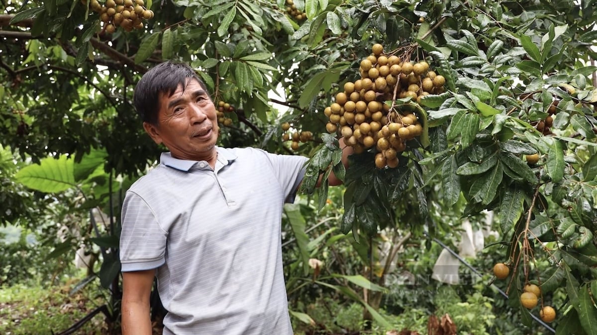 Nhãn Sông Mã nổi tiếng với vị thơm ngon, cùi dày, được người tiêu dùng ưa chuộng. Ảnh: Văn Ngọc. Nhãn Sông Mã nổi tiếng với vị thơm ngon, cùi dày, được người tiêu dùng ưa chuộng. Ảnh: Văn Ngọc.