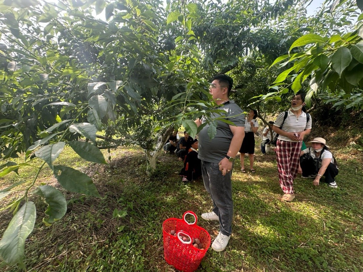 Nhiều du khách thích thú trải nghiệm, tự tay hái những quả mận chín đỏ. Ảnh: Bích Hợp. Nhiều du khách thích thú trải nghiệm, tự tay hái những quả mận chín đỏ. Ảnh: Bích Hợp.