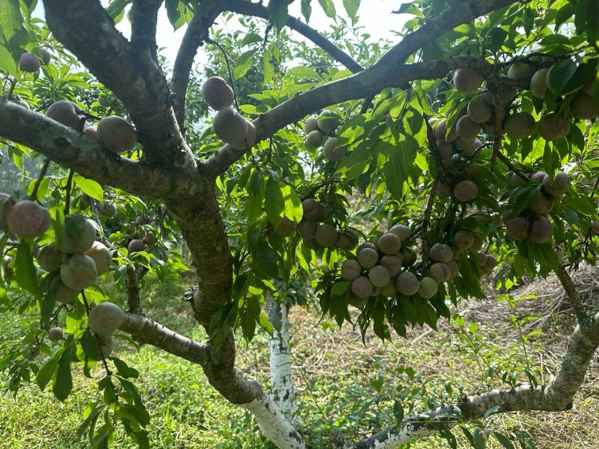Mận Bắc Hà nổi tiếng bởi giòn, ngọt đậm. Ảnh: Bích Hợp. Mận Bắc Hà nổi tiếng bởi giòn, ngọt đậm. Ảnh: Bích Hợp.