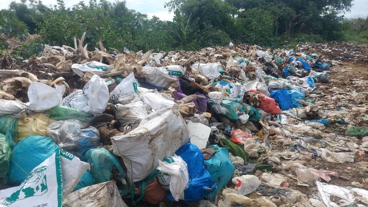 Những chiếc đầu trâu, bò chất đống tại bãi chất thải giết mổ gia súc tự phát ngày càng nhiều thêm. Ảnh: Đình Tiệp. Những chiếc đầu trâu, bò chất đống tại bãi chất thải giết mổ gia súc tự phát ngày càng nhiều thêm. Ảnh: Đình Tiệp.