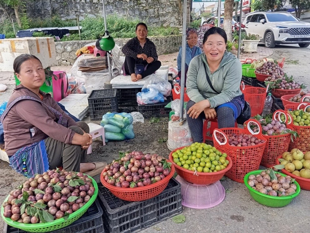Cây mận đã thay đổi cuộc sống của người dân huyện vùng cao Bắc Hà. Ảnh: Xuân Cường. Cây mận đã thay đổi cuộc sống của người dân huyện vùng cao Bắc Hà. Ảnh: Xuân Cường.