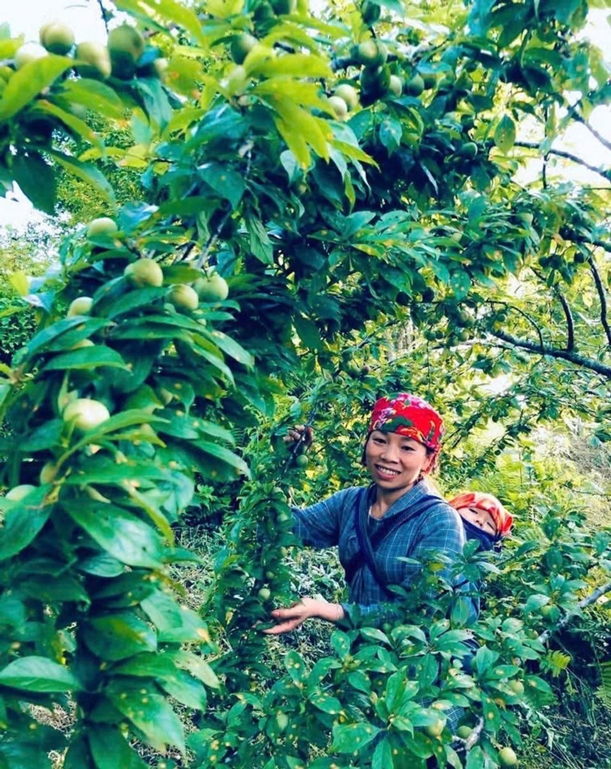 Cây mận đã trở thành đòn bẩy kinh tế cho vùng cao Bắc Hà. Ảnh: Xuân Cường. Cây mận đã trở thành đòn bẩy kinh tế cho vùng cao Bắc Hà. Ảnh: Xuân Cường.