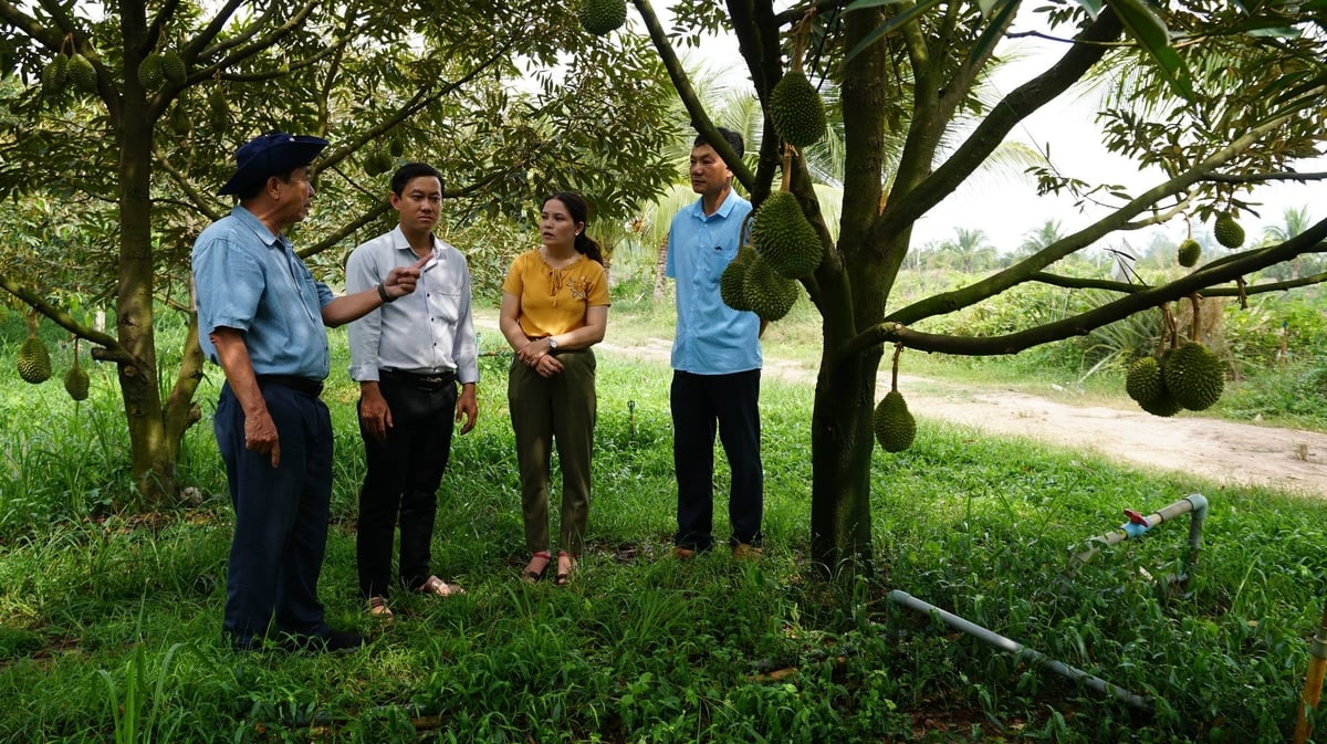 Cán bộ Trung tâm Khuyến nông và Dịch vụ nông nghiệp tỉnh Tây Ninh đồng hành cùng người dân phát triển vùng trồng sầu riêng hữu cơ xuất khẩu. Ảnh: Trần Trung.