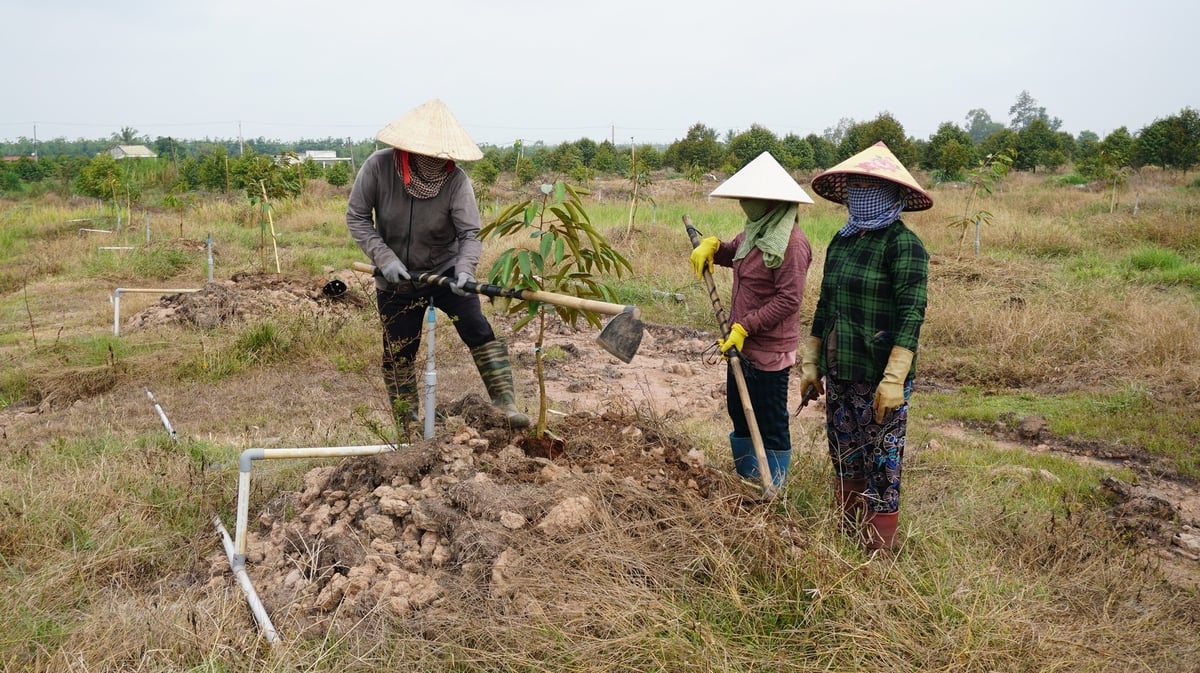 Nông dân Tây Ninh từng bước cải tạo đất, trồng các loại cây ăn quả cho hiệu quả kinh tế cao, nhất là cây sầu riêng. Ảnh: Trần Trung.