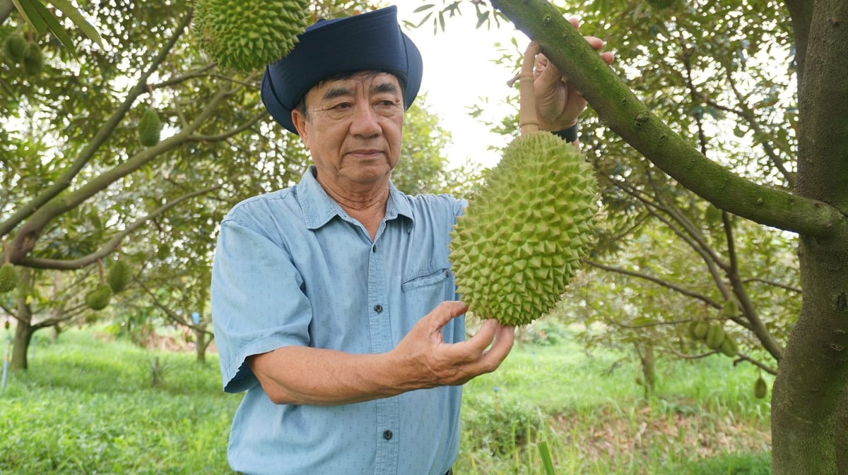 Ông Hoàng phấn khởi bên vườn sầu riêng hữu cơ sau hàng chục năm kiên trì gây dựng. Ảnh: Trần Trung.