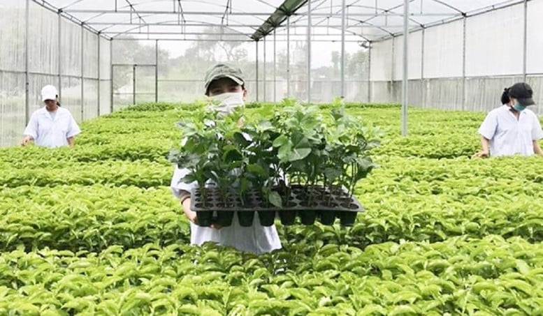 Việc chuyển giao quyền sử dụng giống cây trồng được bảo hộ theo quyết định bắt buộc thuộc thẩm quyền của Chủ tịch UBND tỉnh. Ảnh: chinhphu.vn. Việc chuyển giao quyền sử dụng giống cây trồng được bảo hộ theo quyết định bắt buộc thuộc thẩm quyền của Chủ tịch UBND tỉnh. Ảnh: chinhphu.vn.