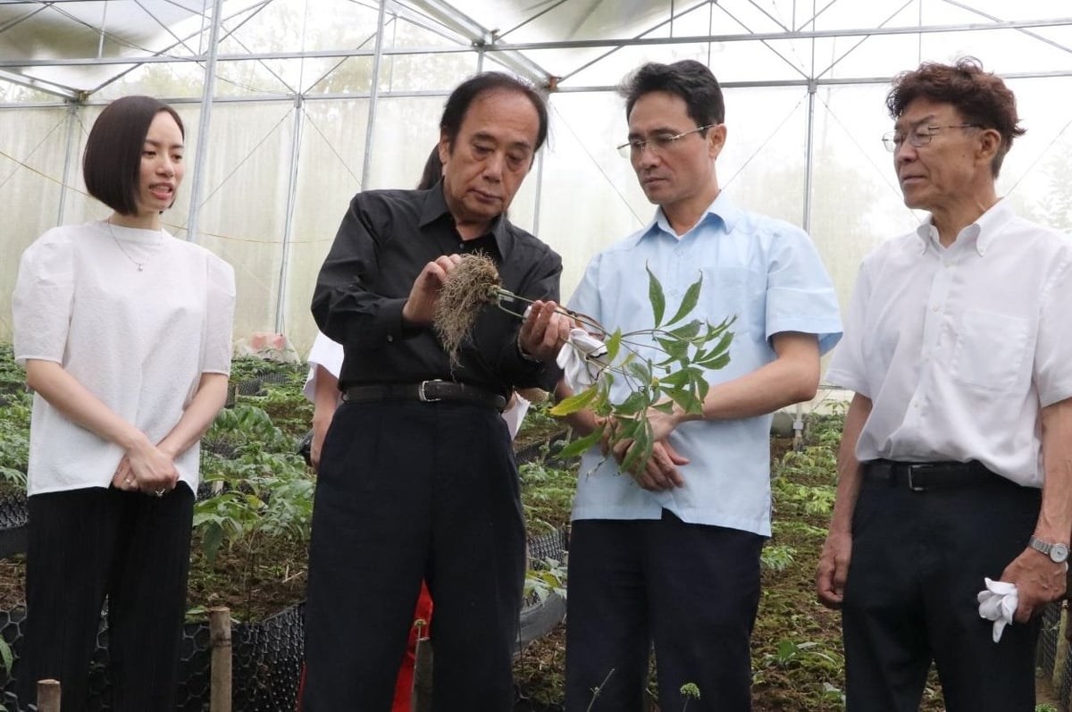 Ông Kiyoshi Ueda, Thượng nghị sĩ Nhật Bản kiểm tra bộ rễ và củ sâm Lai Châu sau 2 năm trồng. Ảnh: Nga Nguyễn. Ông Kiyoshi Ueda, Thượng nghị sĩ Nhật Bản kiểm tra bộ rễ và củ sâm Lai Châu sau 2 năm trồng. Ảnh: Nga Nguyễn.
