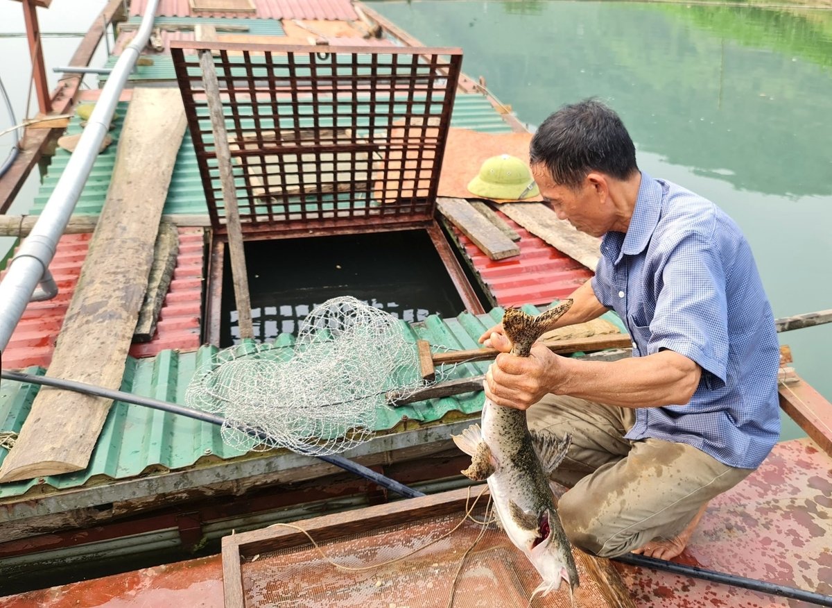 Sau lũ lụt, các hộ nuôi cá chiên trên sông Lô lao đao vì dịch bệnh khiến loài cá này chết đồng loạt. Ảnh: Đào Thanh. Sau lũ lụt, các hộ nuôi cá chiên trên sông Lô lao đao vì dịch bệnh khiến loài cá này chết đồng loạt. Ảnh: Đào Thanh.