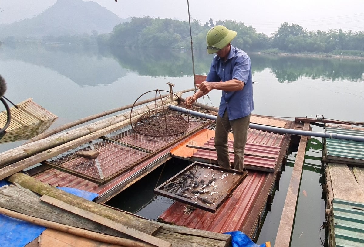 Khu vực nuôi cá lồng của gia đình ông Phạm Thanh Bình, xã Thái Hòa, huyện Hàm Yên không còn nhộn nhịp do dịch bệnh và nguồn nước không ổn định. Ảnh: Đào Thanh. Khu vực nuôi cá lồng của gia đình ông Phạm Thanh Bình, xã Thái Hòa, huyện Hàm Yên không còn nhộn nhịp do dịch bệnh và nguồn nước không ổn định. Ảnh: Đào Thanh.