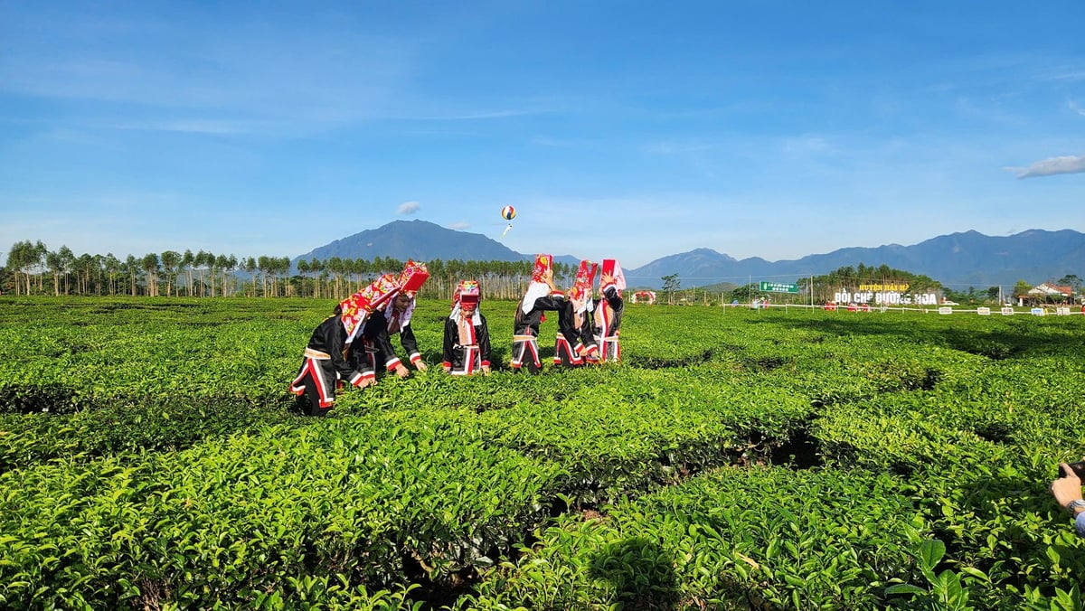 Người dân huyện Hải Hà phát triển vùng chè thành điểm du lịch nông thôn. Ảnh: Nguyễn Thành. Người dân huyện Hải Hà phát triển vùng chè thành điểm du lịch nông thôn. Ảnh: Nguyễn Thành.