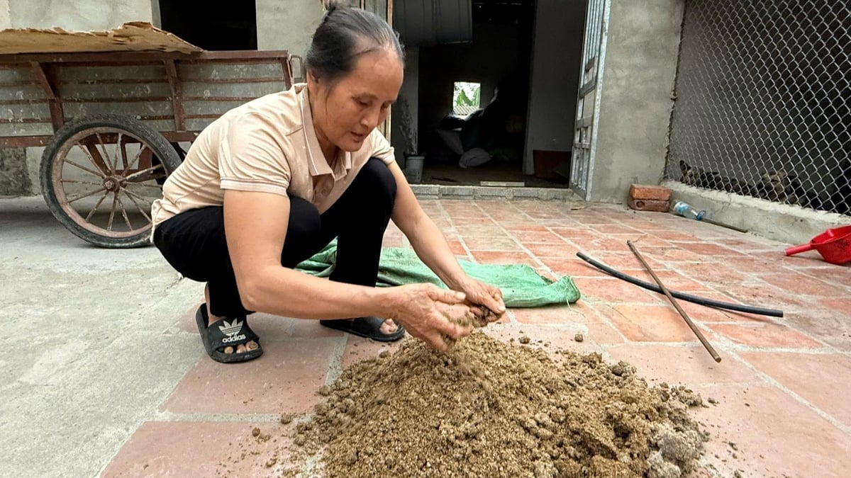 Phân gà được bà Bính ủ với men vi sinh để bón cho cây trồng. Ảnh: Thanh Tâm. Phân gà được bà Bính ủ với men vi sinh để bón cho cây trồng. Ảnh: Thanh Tâm.