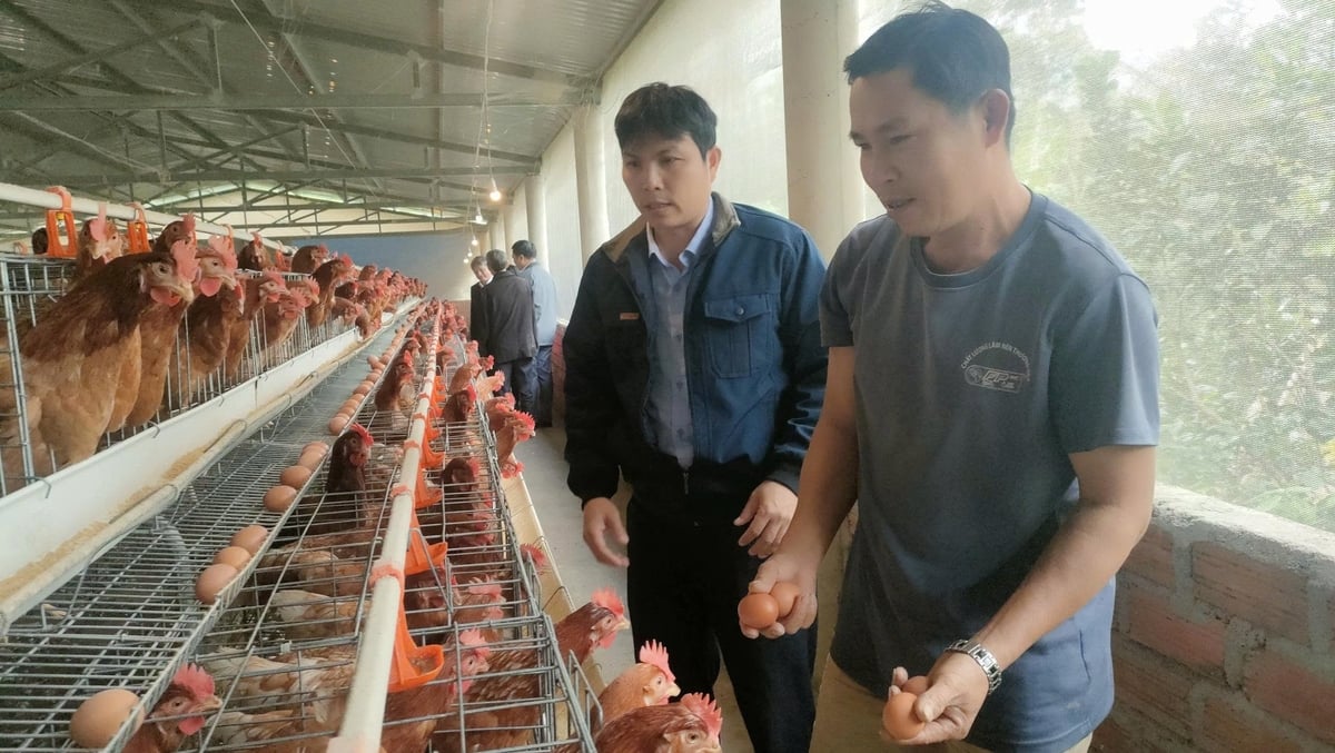 Anh Lê Thiệu (bìa phải) đang thu hoạch trứng gà. Ảnh: V.Đ.T. Anh Lê Thiệu (bìa phải) đang thu hoạch trứng gà. Ảnh: V.Đ.T.
