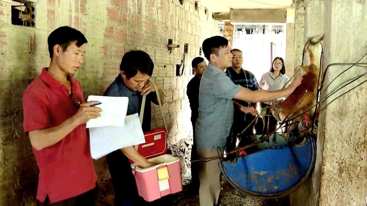 Thực hiện tốt công tác tiêm phòng, chính là chìa khóa giúp tỉnh Hà Giang thực hiện thành công việc bảo vệ sức khỏe của đàn gia súc. Ảnh: Đào Thanh. Thực hiện tốt công tác tiêm phòng, chính là chìa khóa giúp tỉnh Hà Giang thực hiện thành công việc bảo vệ sức khỏe của đàn gia súc. Ảnh: Đào Thanh.