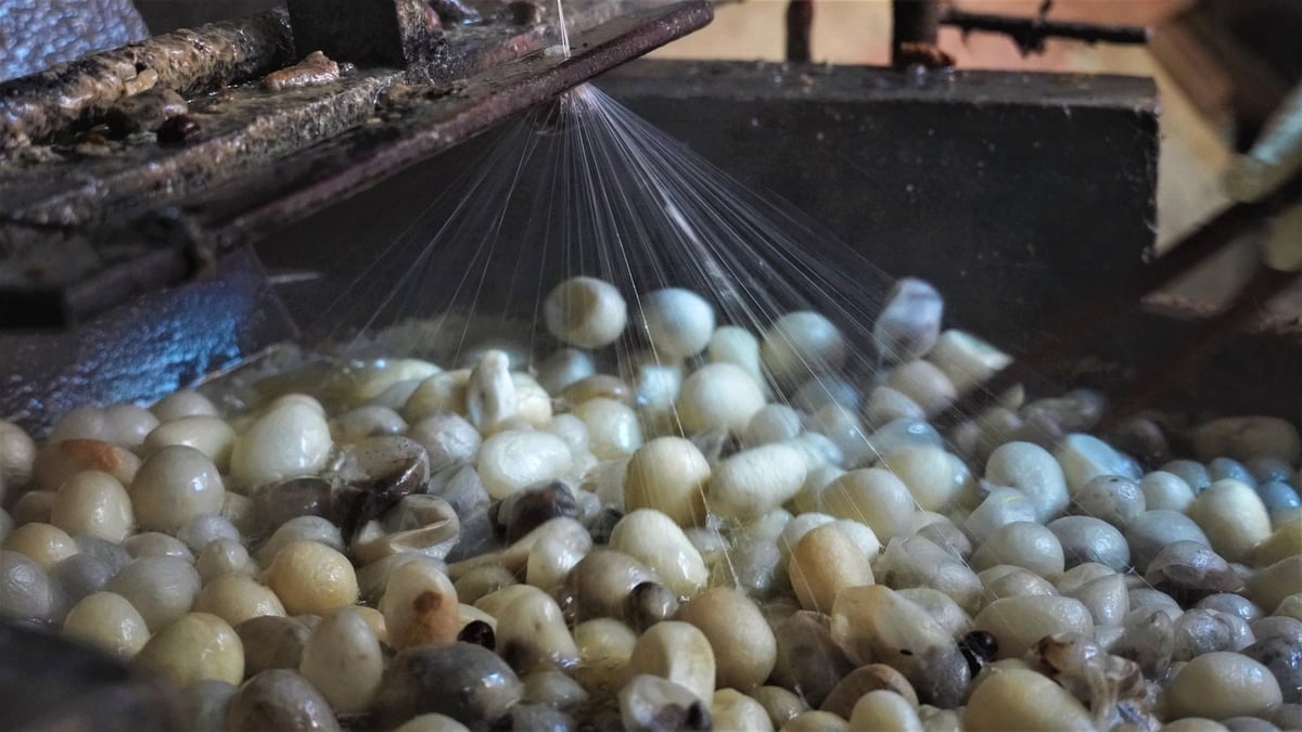 Những sợi tơ óng ả được kéo lên từ nồi luộc kén, minh chứng cho sự khéo léo và tinh tế của người dân Cổ Chất. Ảnh: Minh Toàn. Những sợi tơ óng ả được kéo lên từ nồi luộc kén, minh chứng cho sự khéo léo và tinh tế của người dân Cổ Chất. Ảnh: Minh Toàn.