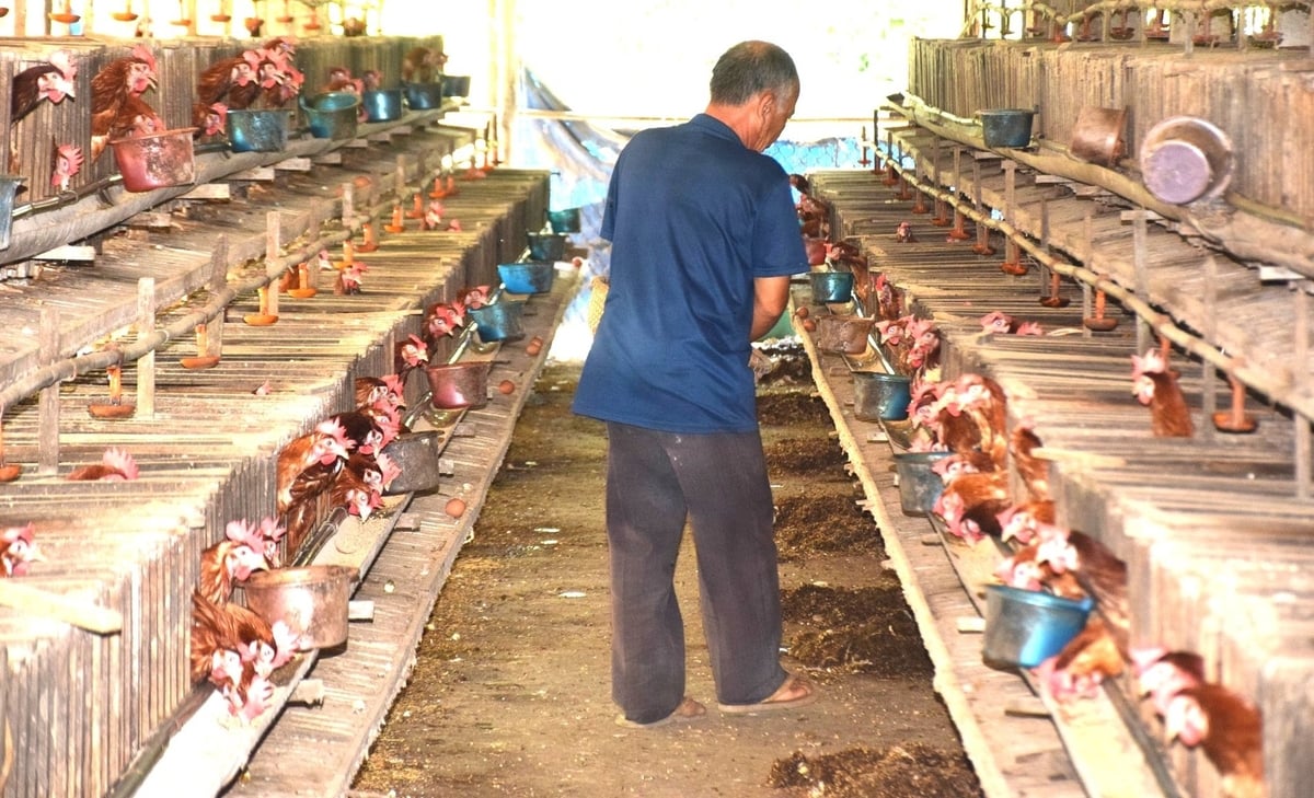 Ông Đạt dọn phân gà gom thành đống chuẩn bị cho vào bao bán cho thương lái. Ảnh: V.Đ.T. Ông Đạt dọn phân gà gom thành đống chuẩn bị cho vào bao bán cho thương lái. Ảnh: V.Đ.T.