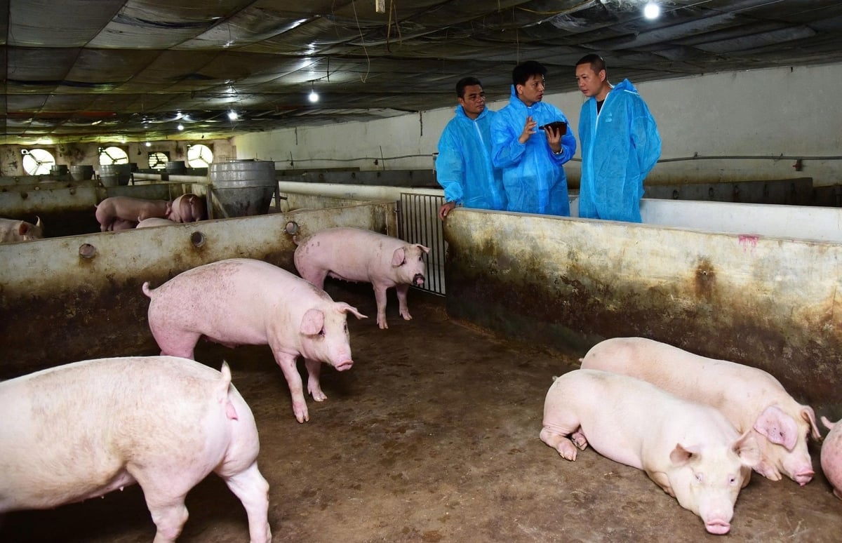 A pig farm of Mr. Nguyen Thanh Tung in Thach That district, Hanoi City, deployed the African Swine Fever (ASF) vaccine developed by AVAC Vietnam JSC in mid-2024. Photo: Hong Tham.