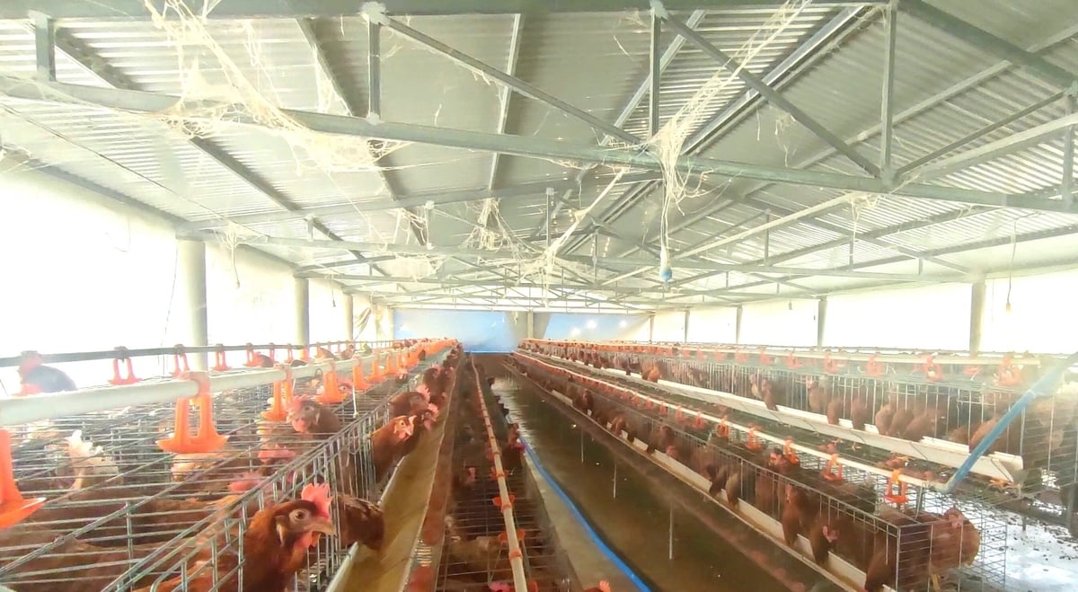 Khu chuồng nuôi gà siêu trứng có tổng diện tích khoảng 600m2 của anh Thiệu được đầu tư bài bản với hệ thống chiếu sáng, thông gió, hệ thống cung cấp thức ăn, bệ đẻ trứng, thoát nước. Ảnh: V.Đ.T. Khu chuồng nuôi gà siêu trứng có tổng diện tích khoảng 600m2 của anh Thiệu được đầu tư bài bản với hệ thống chiếu sáng, thông gió, hệ thống cung cấp thức ăn, bệ đẻ trứng, thoát nước. Ảnh: V.Đ.T.
