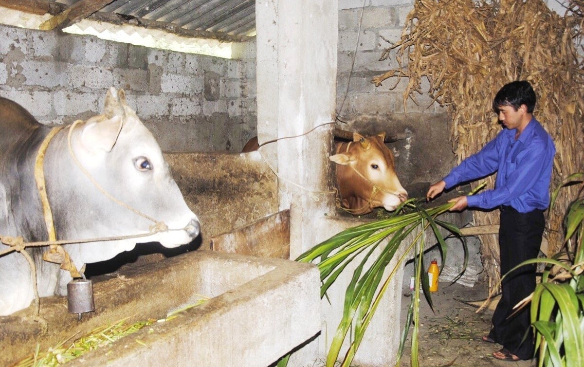5 năm liên tiếp, tỉnh Hà Giang không để xảy ra dịch bệnh lở mồm long móng trên đàn gia súc. Ảnh: Đào Thanh. 5 năm liên tiếp, tỉnh Hà Giang không để xảy ra dịch bệnh lở mồm long móng trên đàn gia súc. Ảnh: Đào Thanh.