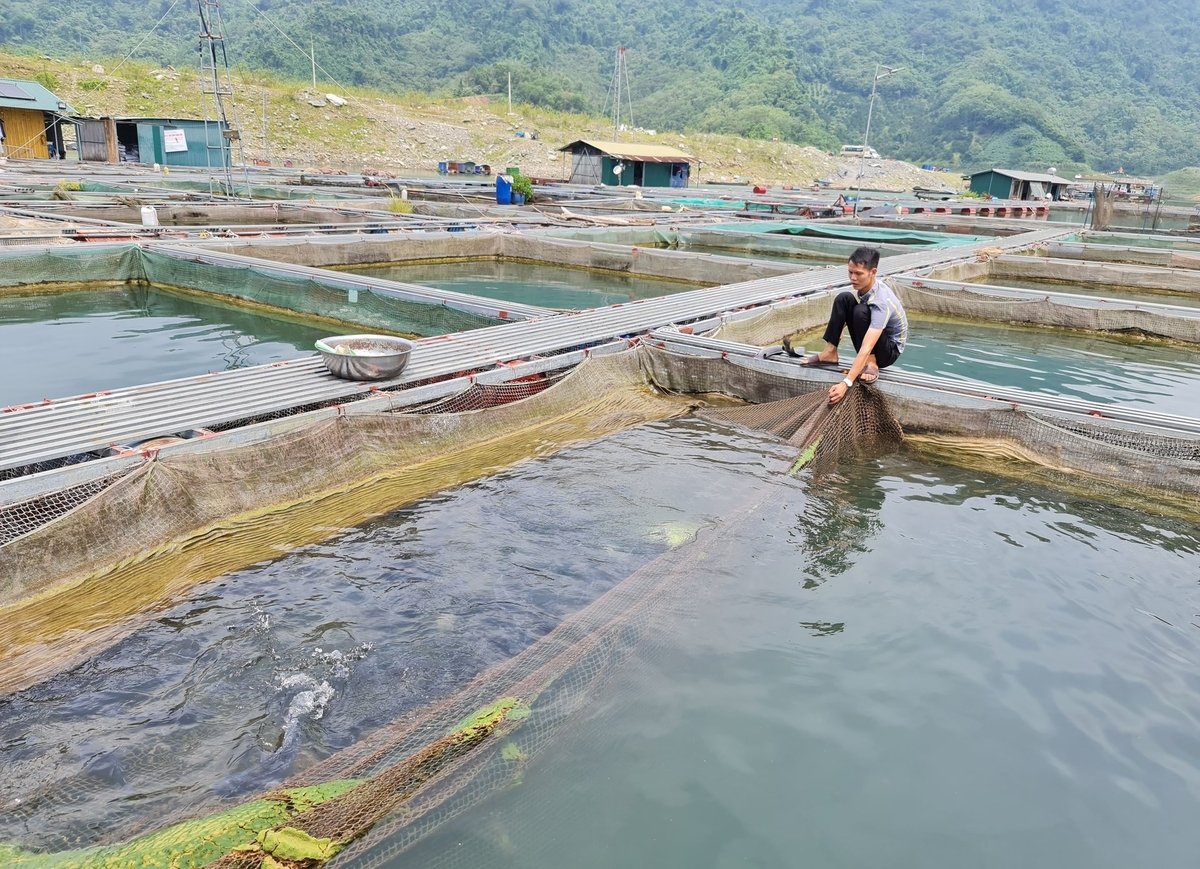 Khu vực nuôi cá lồng của gia đình anh Vi Ngọc Anh, ở thị trấn Na Hang, huyện Na Hang. Ảnh: Đào Thanh. Khu vực nuôi cá lồng của gia đình anh Vi Ngọc Anh, ở thị trấn Na Hang, huyện Na Hang. Ảnh: Đào Thanh.