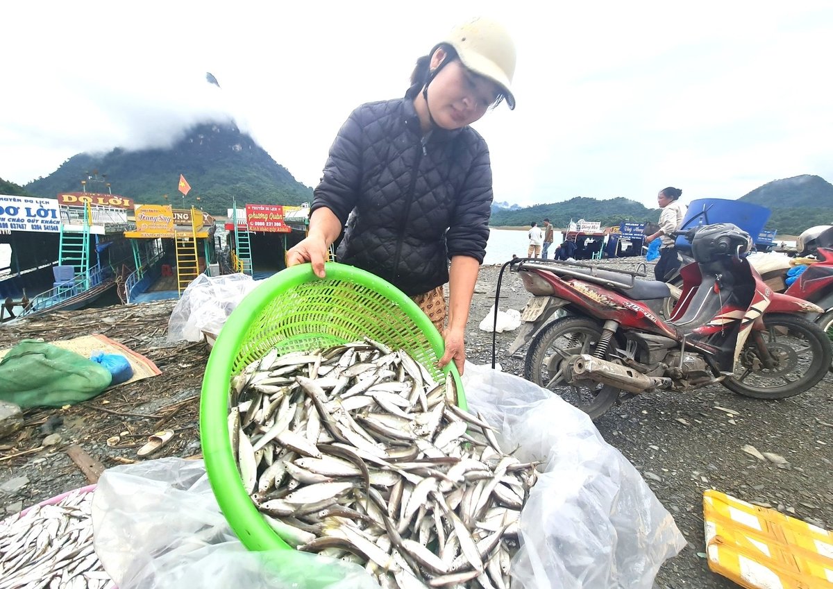 Nguồn thủy sản phong phú khiến hồ thủy điện Tuyên Quang luôn nhộn nhịp nghề cá. Ảnh: Đào Thanh. Nguồn thủy sản phong phú khiến hồ thủy điện Tuyên Quang luôn nhộn nhịp nghề cá. Ảnh: Đào Thanh.