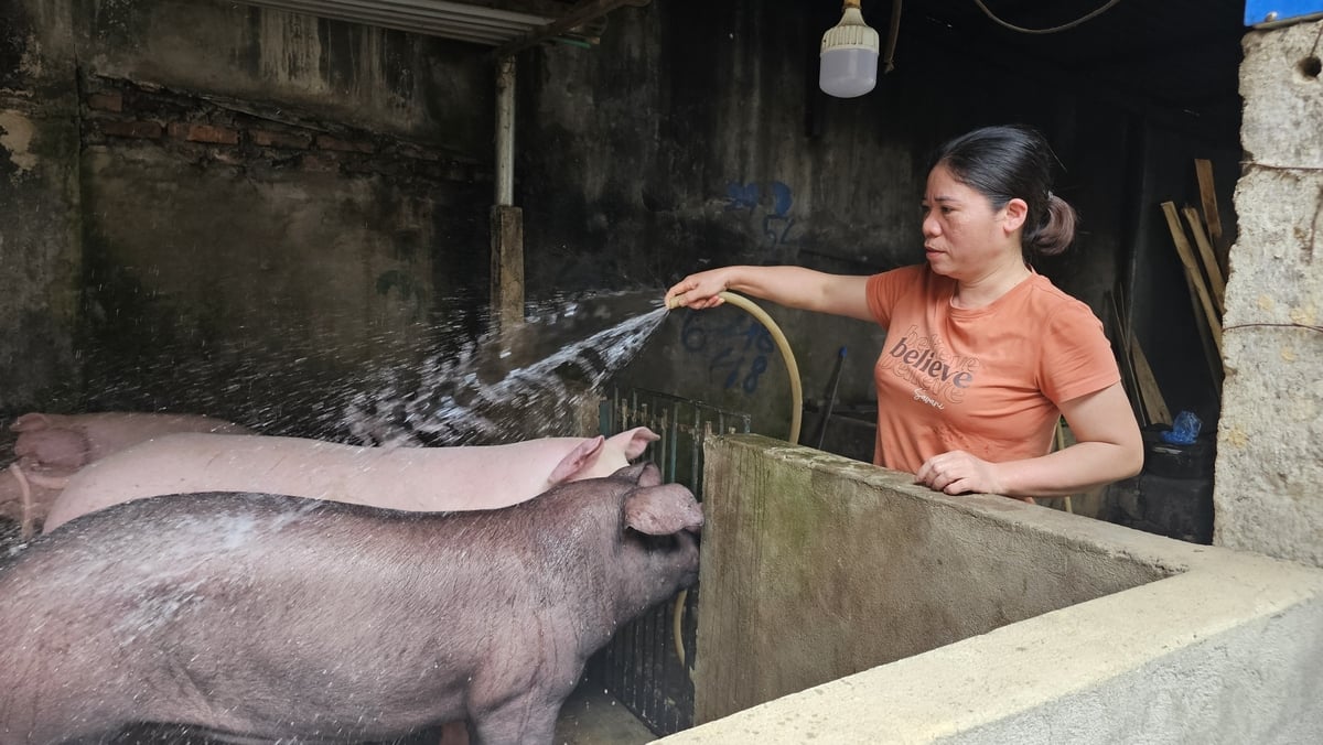 Chưa có cơ sở giết mổ tập trung khiến sản phẩm thịt lợn của hộ dân khó vào được bếp ăn trường học, nhà máy. Ảnh: H.Đ.