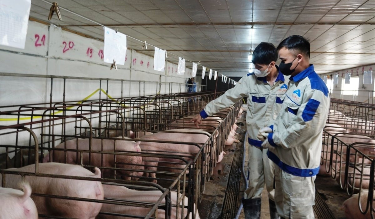 A pig breed farm of AVAC Vietnam JSC in Ba Khe village, Tan Tien commune, Van Giang district, Hung Yen province, has completed the second dose of ASF vaccination. Photo: Hong Tham.