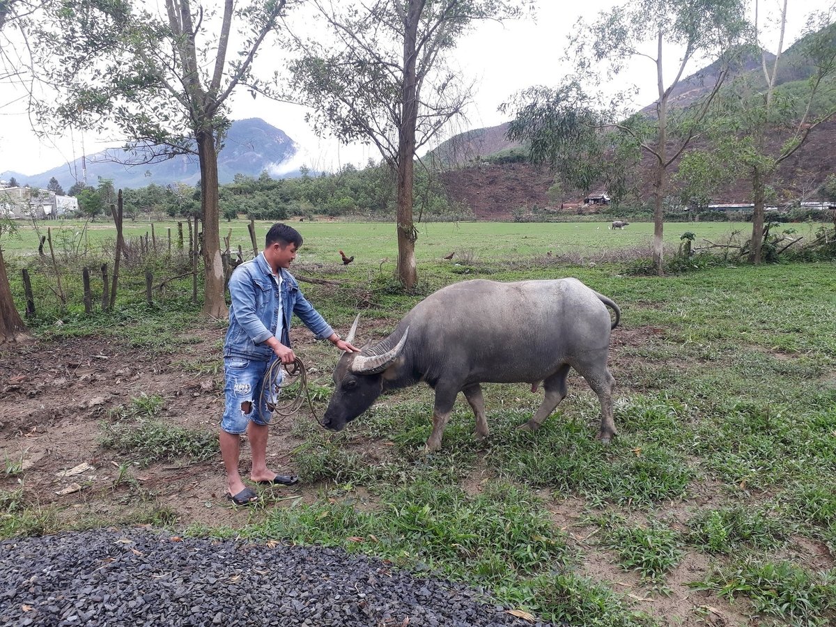 Tỉnh Quảng Nam hiện có tổng đàn gia súc, gia cầm gần 8,8 triệu con. Ảnh: L.K. Tỉnh Quảng Nam hiện có tổng đàn gia súc, gia cầm gần 8,8 triệu con. Ảnh: L.K.