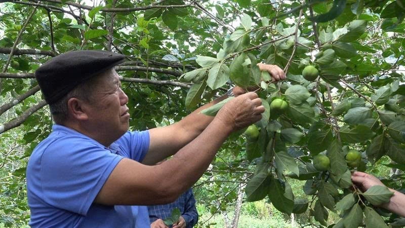 Vườn hồng giòn gia đình ông Thào Nhà Của cho năng suất ổn định. Ảnh: Thanh Tiến. Vườn hồng giòn gia đình ông Thào Nhà Của cho năng suất ổn định. Ảnh: Thanh Tiến.