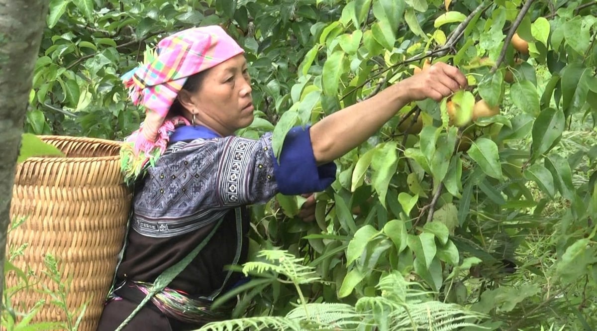 Hàng chục hộ đồng bào Mông ở Mù Cang Chải cho thu nhập khá từ trồng lê Tai Nung. Ảnh: Thanh Tiến. Hàng chục hộ đồng bào Mông ở Mù Cang Chải cho thu nhập khá từ trồng lê Tai Nung. Ảnh: Thanh Tiến.