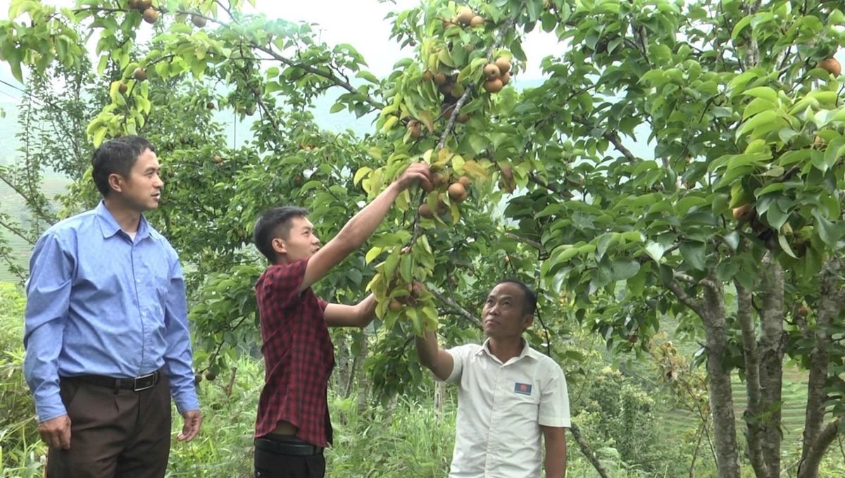 Huyện Mù Cang Chải đã thành lập được hàng chục tổ hợp tác trồng cây ăn quả. Ảnh: Thanh Tiến. Huyện Mù Cang Chải đã thành lập được hàng chục tổ hợp tác trồng cây ăn quả. Ảnh: Thanh Tiến.