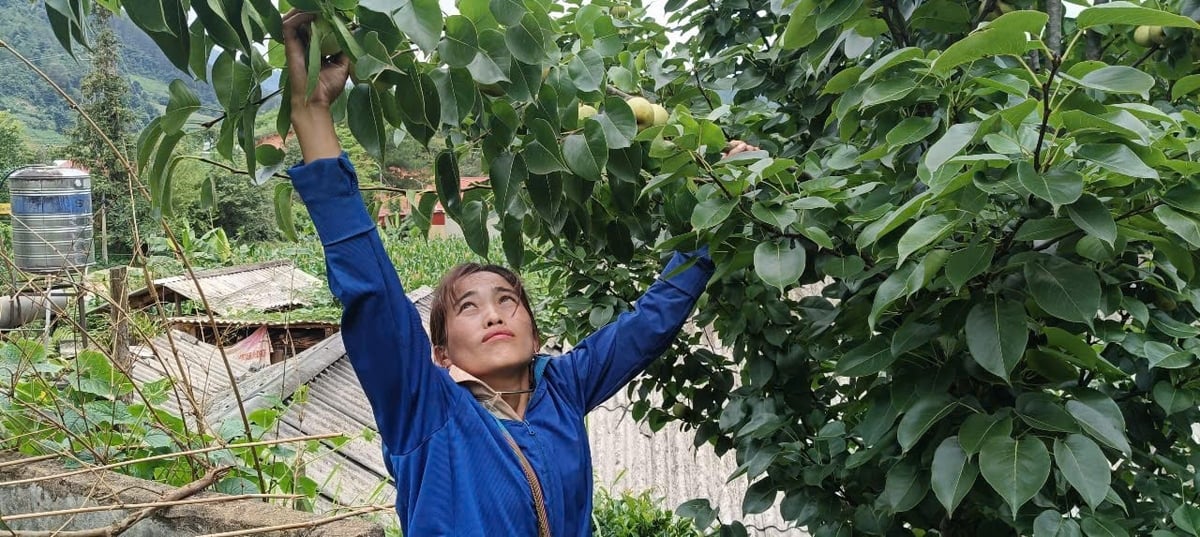 Diện tích trồng các loại cây ăn quả ôn đới ngày càng được mở rộng. Ảnh: Thanh Tiến. Diện tích trồng các loại cây ăn quả ôn đới ngày càng được mở rộng. Ảnh: Thanh Tiến.