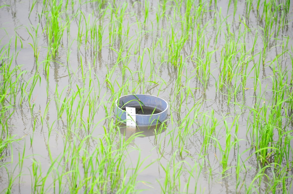 Tưới ngập - khô xen kẽ trong canh tác lúa góp phần hiện thực hóa mục tiêu sản xuất bền vững. Ảnh: Lê Hoàng Vũ. Tưới ngập - khô xen kẽ trong canh tác lúa góp phần hiện thực hóa mục tiêu sản xuất bền vững. Ảnh: Lê Hoàng Vũ.