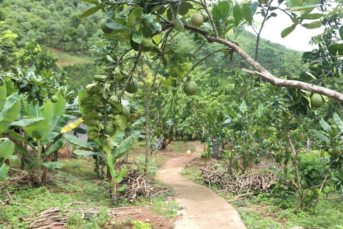Vườn bưởi, chuối xanh tốt nhưng chưa đem lại hiệu quả kinh tế cao cho nông dân xã Cao Sơn, huyện Đà Bắc, tỉnh Hòa Bình. Ảnh: Trung Nguyên. Vườn bưởi, chuối xanh tốt nhưng chưa đem lại hiệu quả kinh tế cao cho nông dân xã Cao Sơn, huyện Đà Bắc, tỉnh Hòa Bình. Ảnh: Trung Nguyên.
