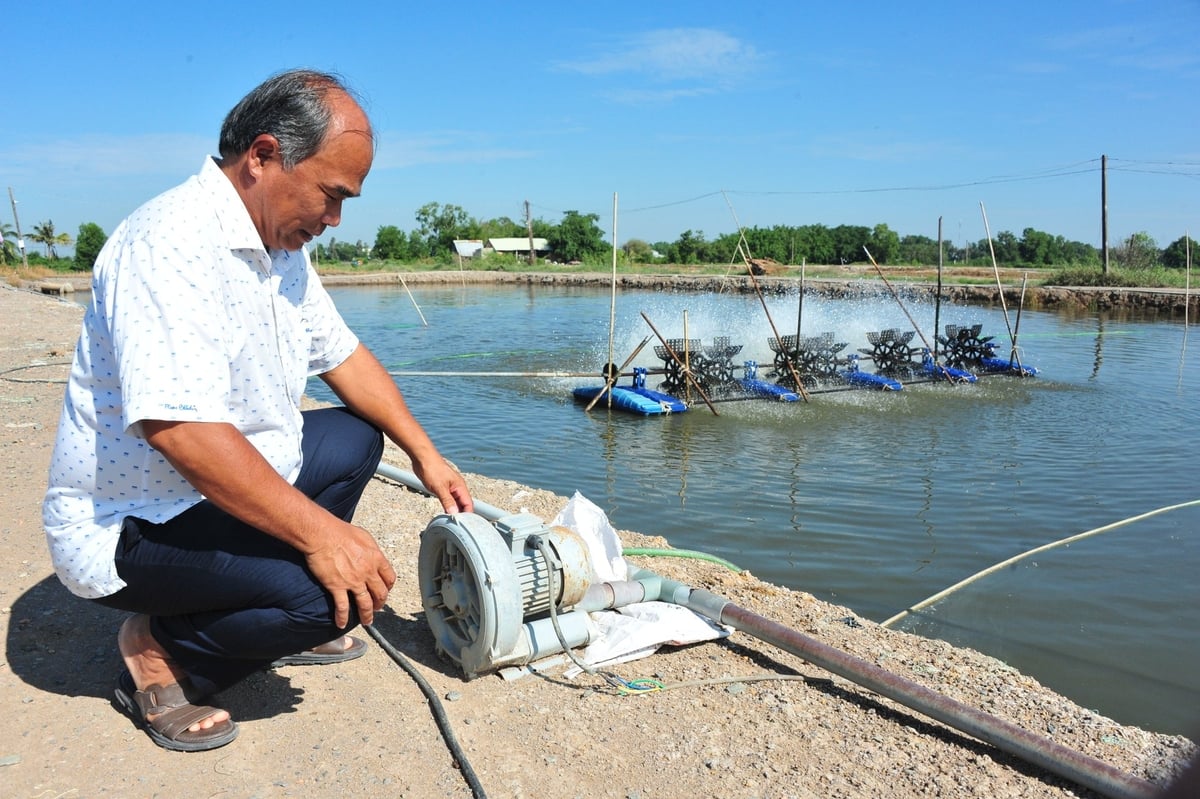 Hiện ông Chinh đang nuôi cá rô đồng, thác lác ghép với cá sặc rằn và cá rô phi đơn tính. Ảnh: Lê Hoàng Vũ. Hiện ông Chinh đang nuôi cá rô đồng, thác lác ghép với cá sặc rằn và cá rô phi đơn tính. Ảnh: Lê Hoàng Vũ.