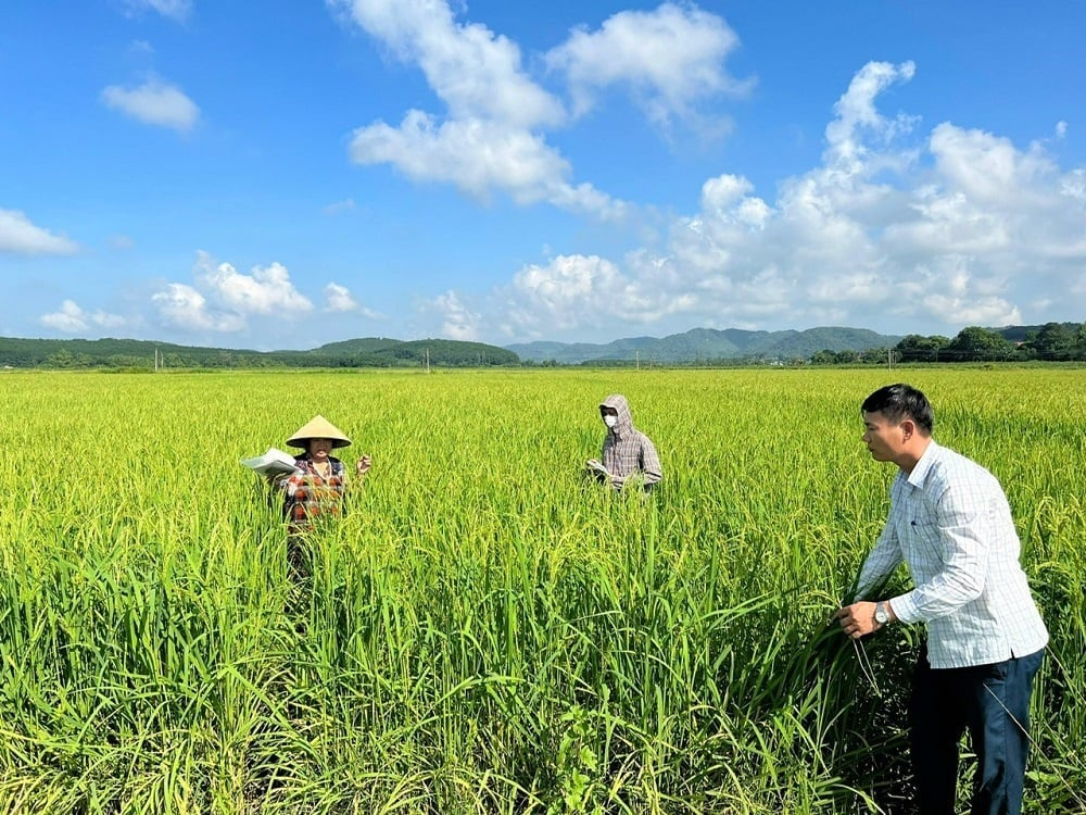 Sản phẩm nếp cái hoa vàng Hà Long được công nhận OCOP 3 sao. Ảnh: Thu Thủy.