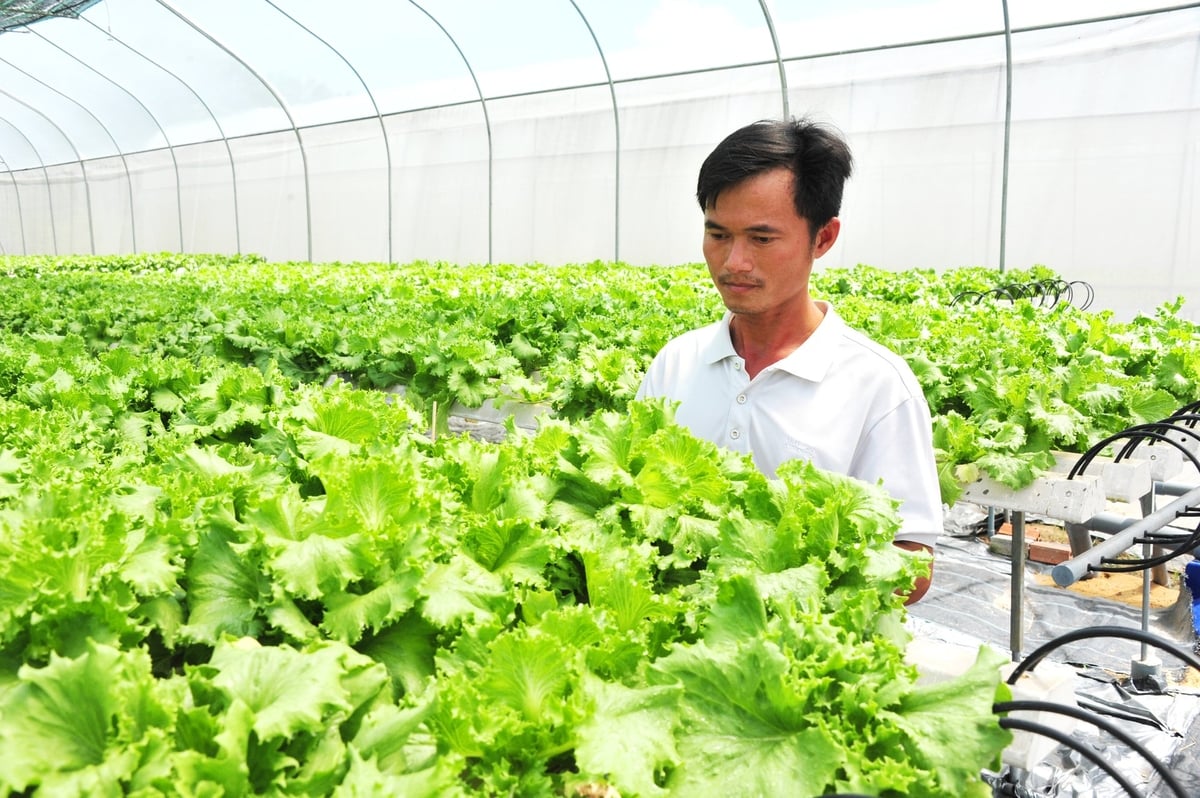 Anh Lê Văn Dễ là một trong những người đi đầu trong lĩnh vực trồng rau thủy canh đạt chuẩn an toàn bán vào các hệ thống siêu thị tại Long An. Ảnh: Lê Hoàng Vũ. Anh Lê Văn Dễ là một trong những người đi đầu trong lĩnh vực trồng rau thủy canh đạt chuẩn an toàn bán vào các hệ thống siêu thị tại Long An. Ảnh: Lê Hoàng Vũ.