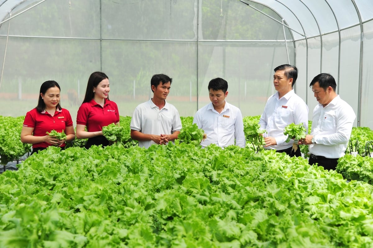 Mô hình trồng rau thủy canh của anh Dễ thu lãi từ 23 - 25 triệu đồng/tháng. Ảnh: Lê Hoàng Vũ. Mô hình trồng rau thủy canh của anh Dễ thu lãi từ 23 - 25 triệu đồng/tháng. Ảnh: Lê Hoàng Vũ.